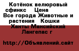 Котёнок велюровый сфинкс. › Цена ­ 15 000 - Все города Животные и растения » Кошки   . Ханты-Мансийский,Лангепас г.